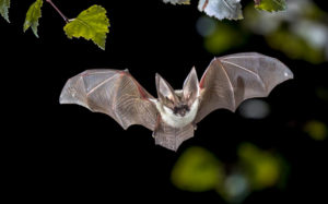 Image de l'article Sortie LPO : les chauves-souris de Rablay-sur-Layon