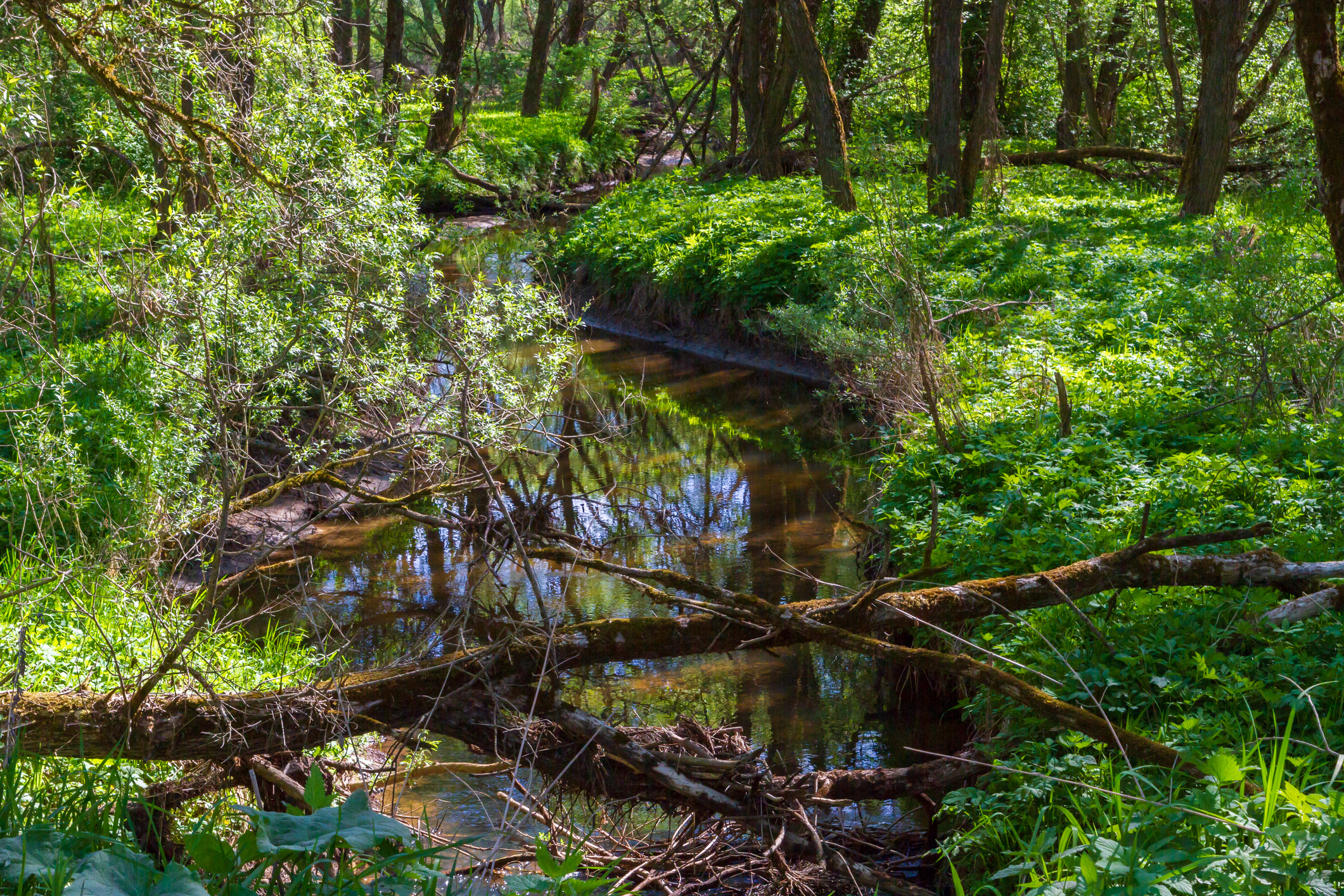 Atelier Entretien du cours d'eau, 9h-12h - Chemin des bas jardins, Faveraye-Mâchelles