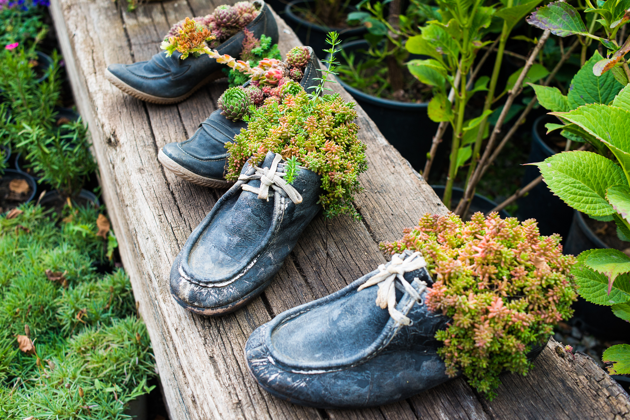 Atelier Souliers plantés, 10h-17h - Parc du Neufbourg, Thouarcé
