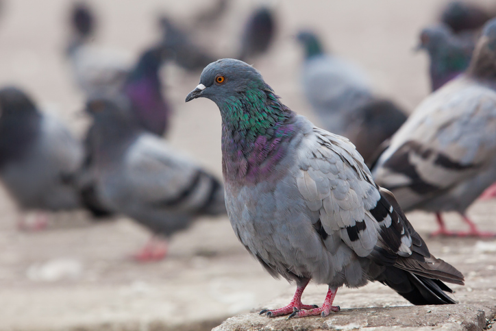 Image de l'article À Thouarcé, la chasse aux pigeons est ouverte