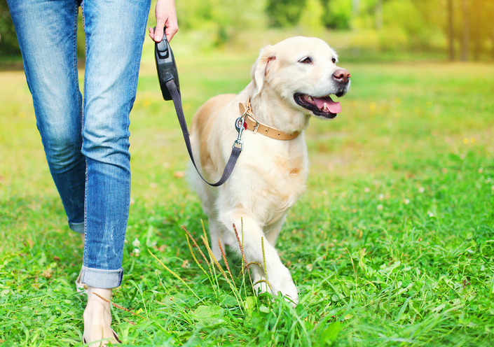 Image de l'article Arrêté permanent – Réglementation de la circulation des chiens et animaux domestiques sur la commune de Bellevigne-en-Layon