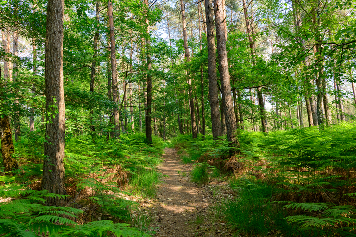 Image de l'article Interdiction de circuler dans la forêt de Beaulieu-sur-Layon – Arrêté de voirie